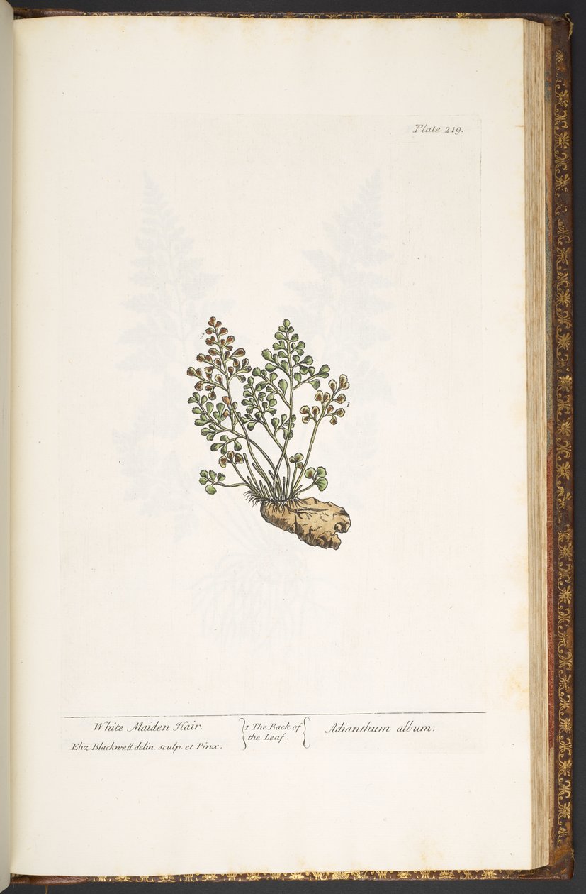 Plate 219, from 