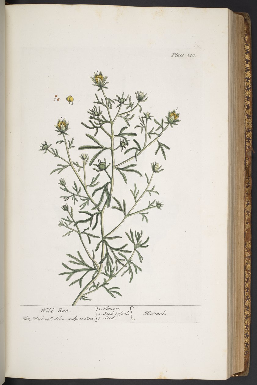 Plate 310, from 