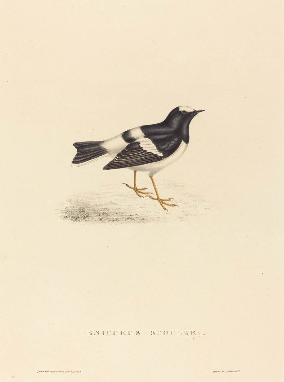 Enicurus Scouleri (kis villafarkú) alkotó: Elizabeth Gould