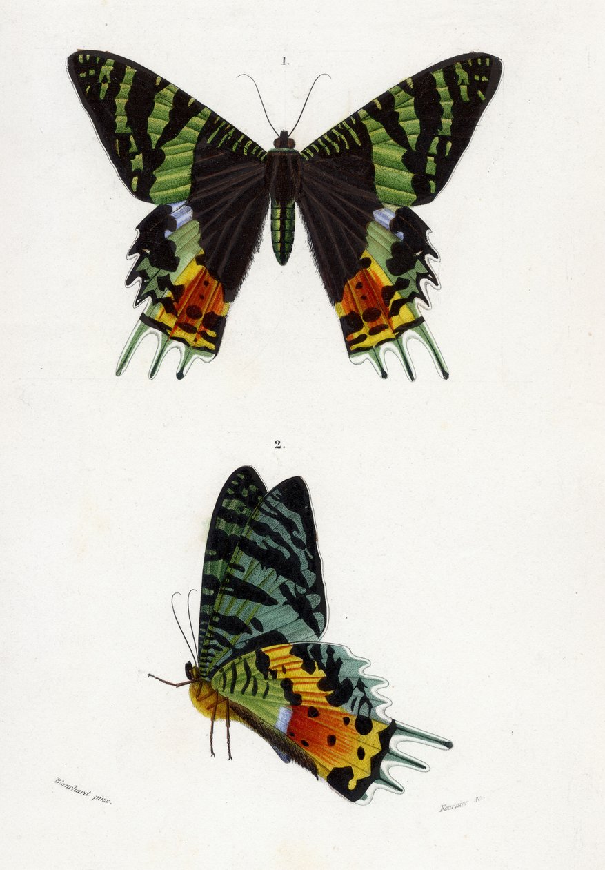 Urania Riphaeus, 1869 (kézzel színezett metszet) alkotó: Emile Theophile Blanchard