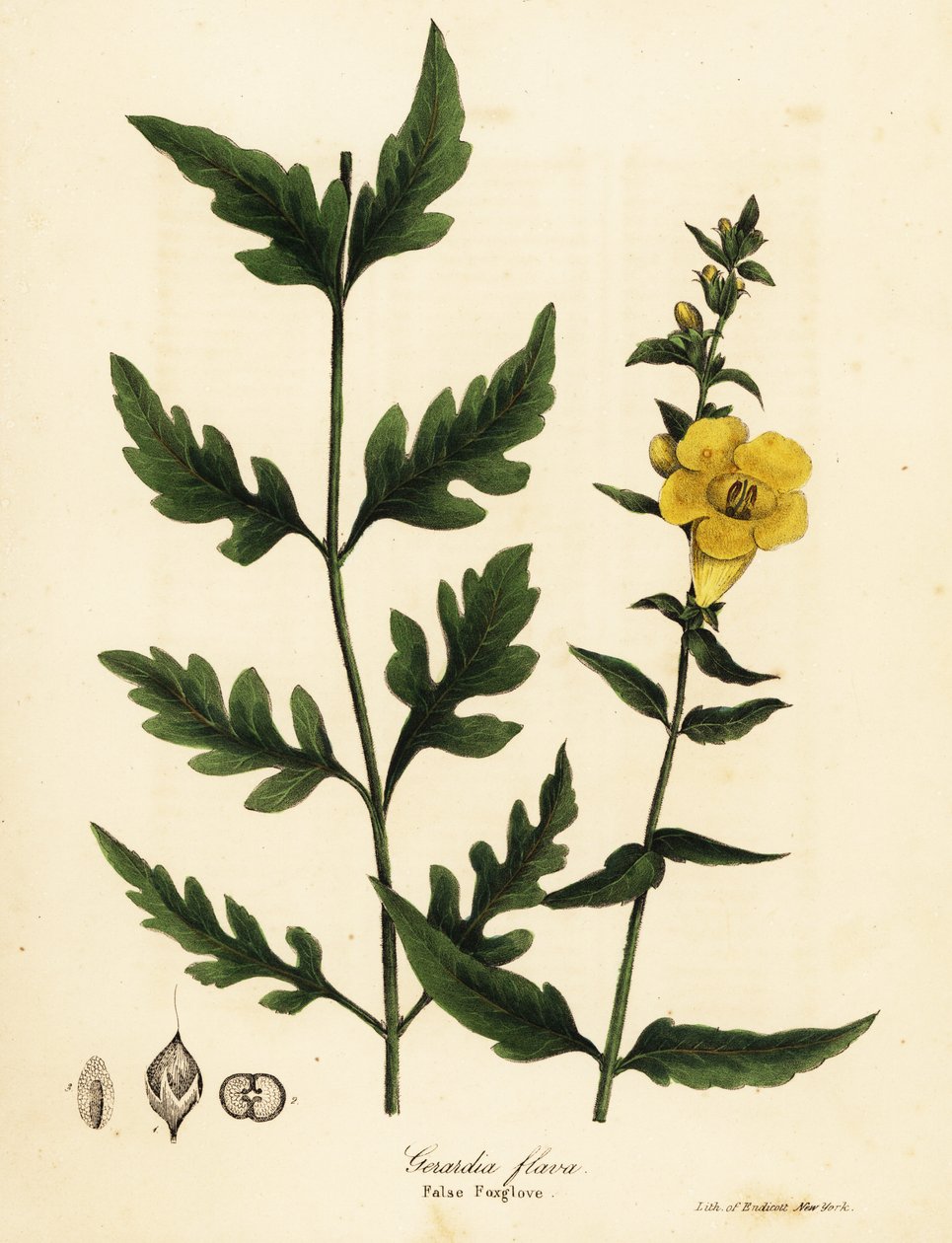Hamis gyűszűvirág, Aureolaria flava (Gerardia flava) alkotó: Endicott Endicott