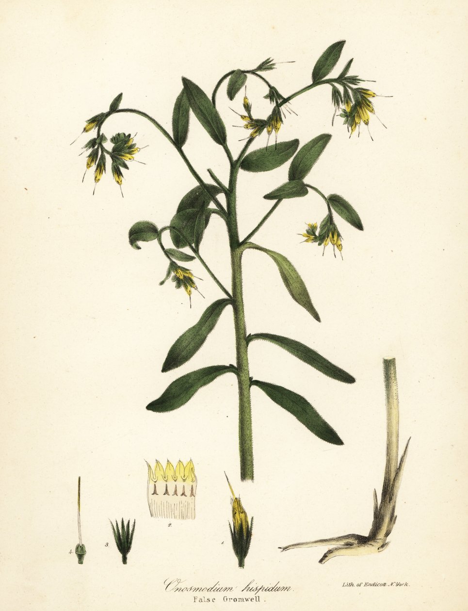 Hamis gromwell, Onosmodium hispidum alkotó: Endicott Endicott