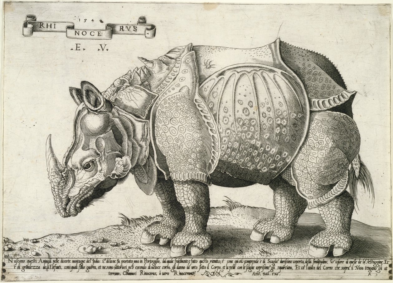 Orrszarvú, 1548 alkotó: Enea Vico