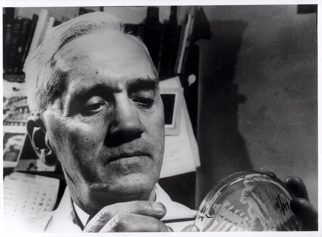 Alexander Fleming (1881-1955) 1945 körül alkotó: English Photographer