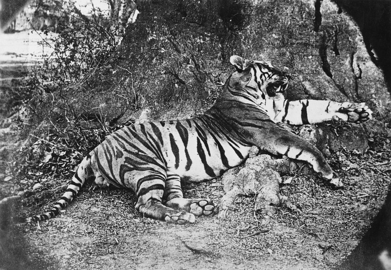 Tigris, 1870 körül alkotó: English Photographer