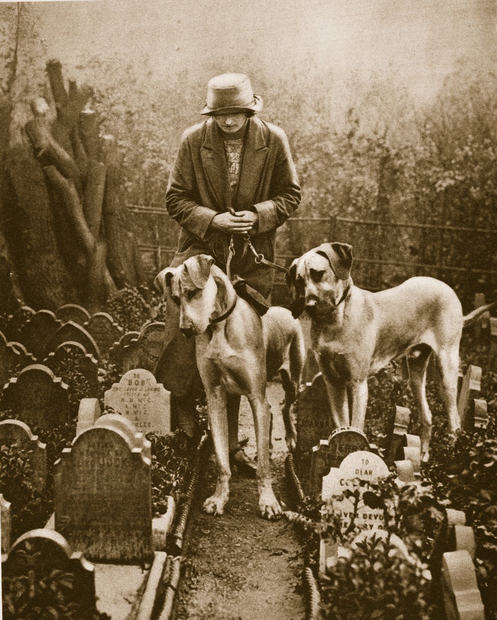 Két dán dog egy kutyatemetőben, a Victoria-kapunál, a Marble Arch közelében (szépia fotó) alkotó: English Photographer
