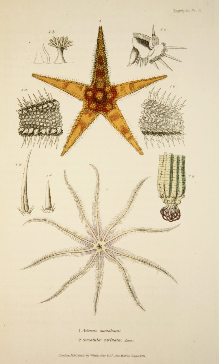 Asterias aurantiaca és Comatula carinata, a The Mollusca és Radiata, pub. 1833 (Kézi színes metszet) alkotó: English School