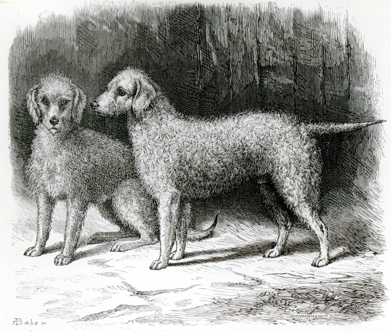 Bedlington terrierek – Mr. F. Armstrong 