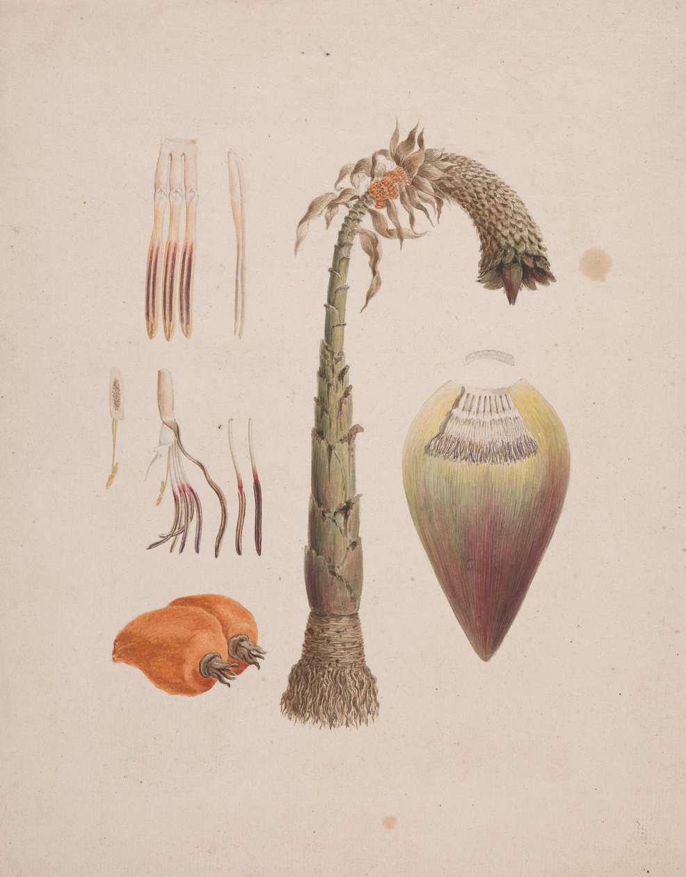 Ensete Ventricosum (wc ceruza fölött papíron) alkotó: English School