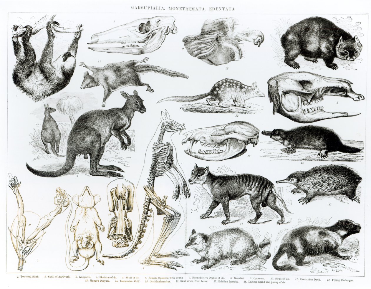 Marsupialia, Monetremata, Edentata alkotó: English School
