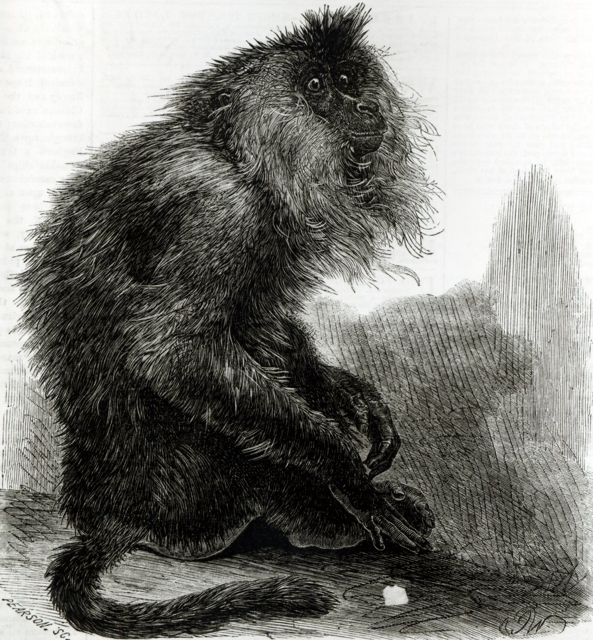 Az indiai waderoo majom (Silenus Veter) Pearson vésette, 1859. október alkotó: English School