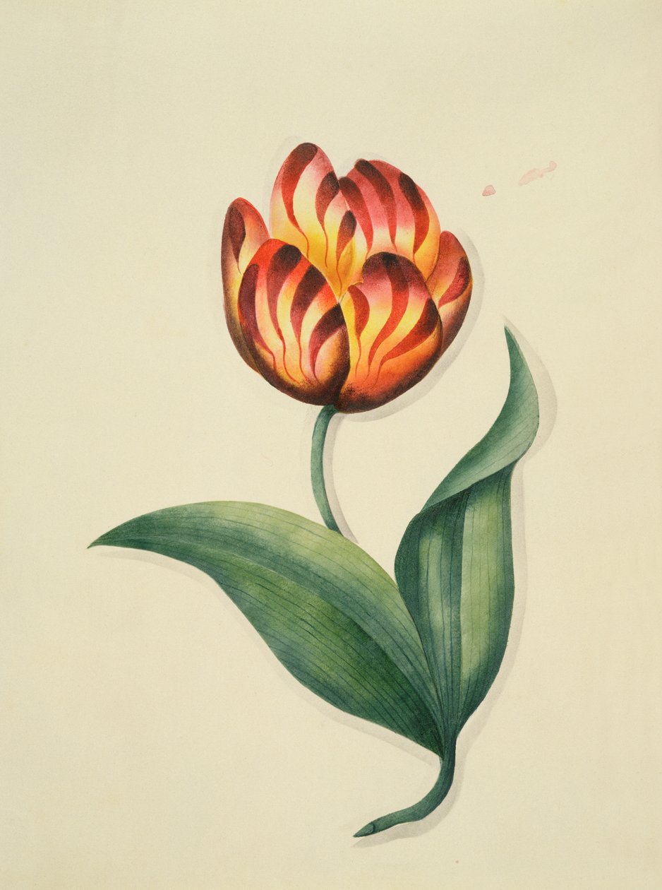 Tulipán, a 