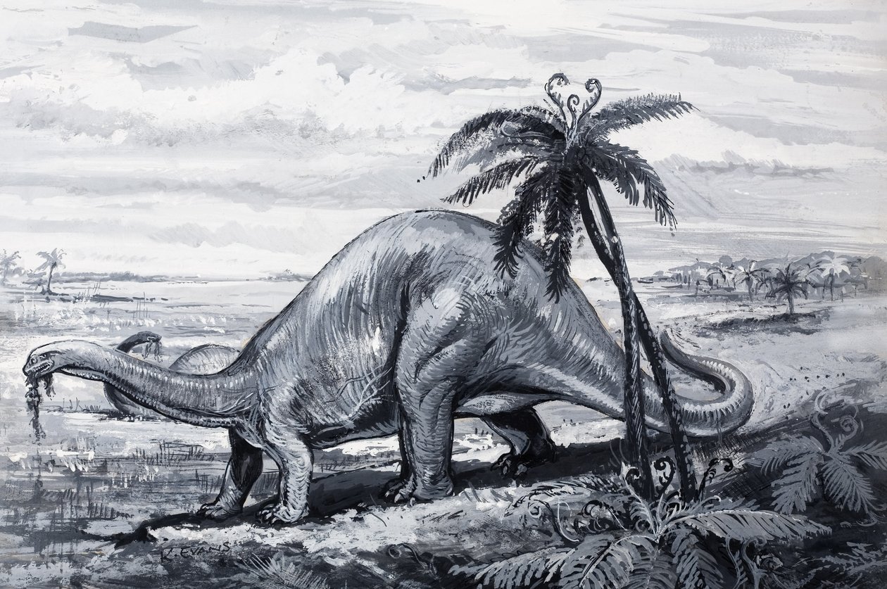 Brontosaurus alkotó: English Photographer