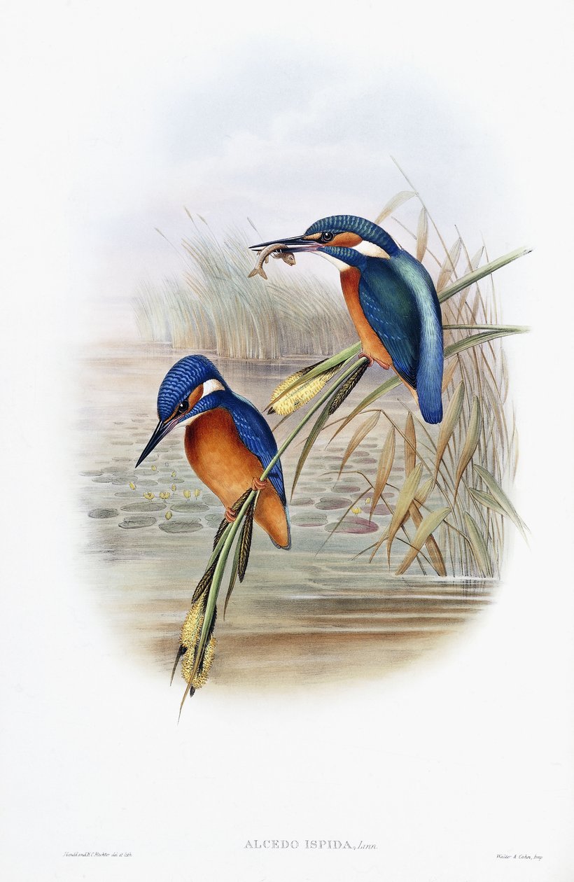 Alcedo Ispida (közönséges jégmadár) alkotó: English School