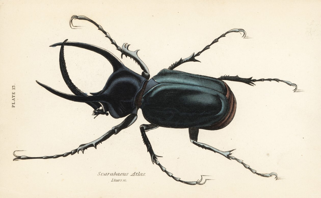 Atlaszbogár, Chalcosoma atlasz (Scarabaeus atlas) alkotó: English School