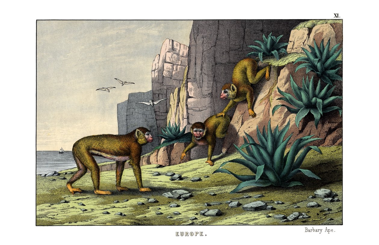 Barbary Ape alkotó: English School