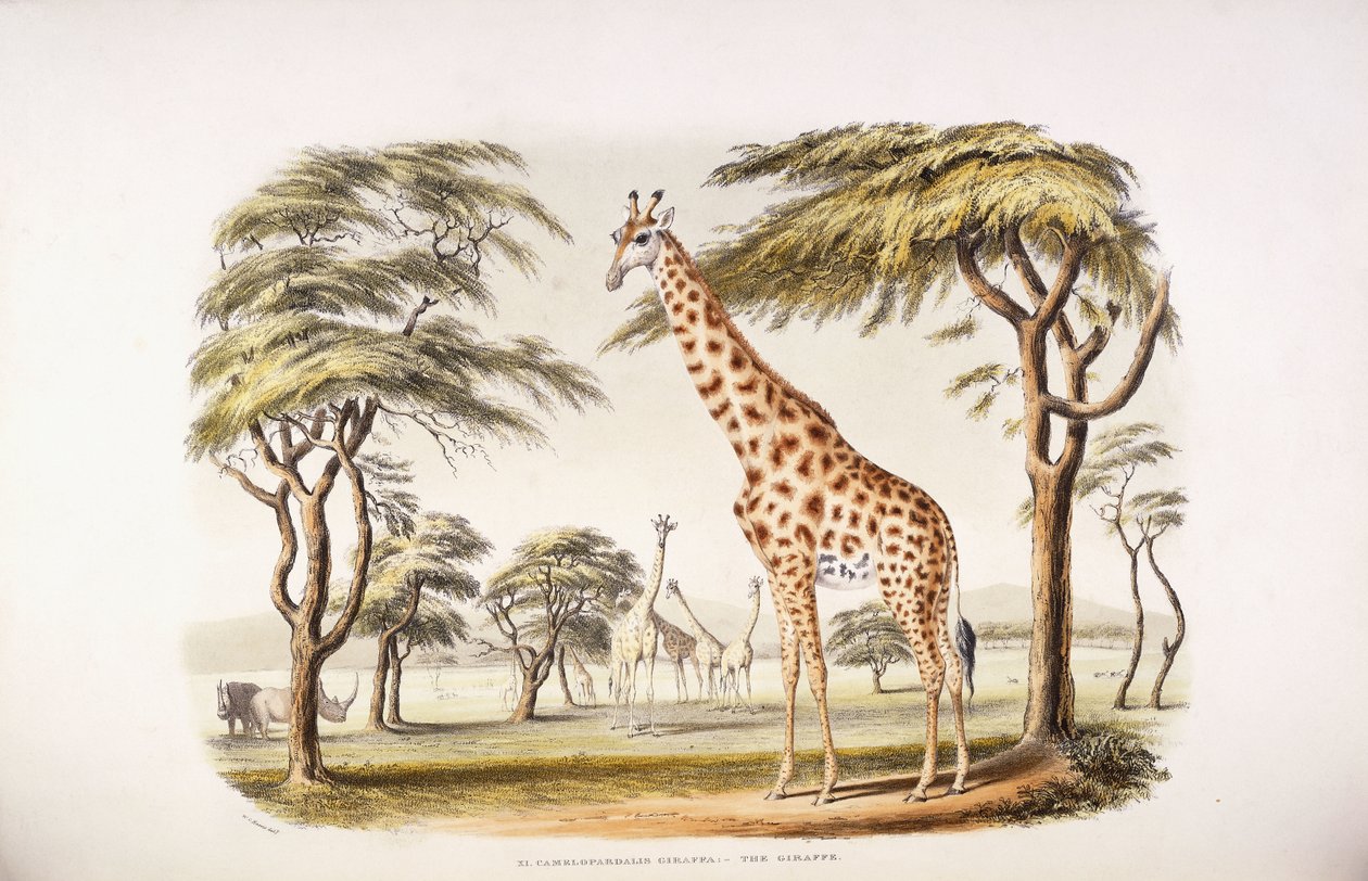 Camelopardalis Giraffa alkotó: English School