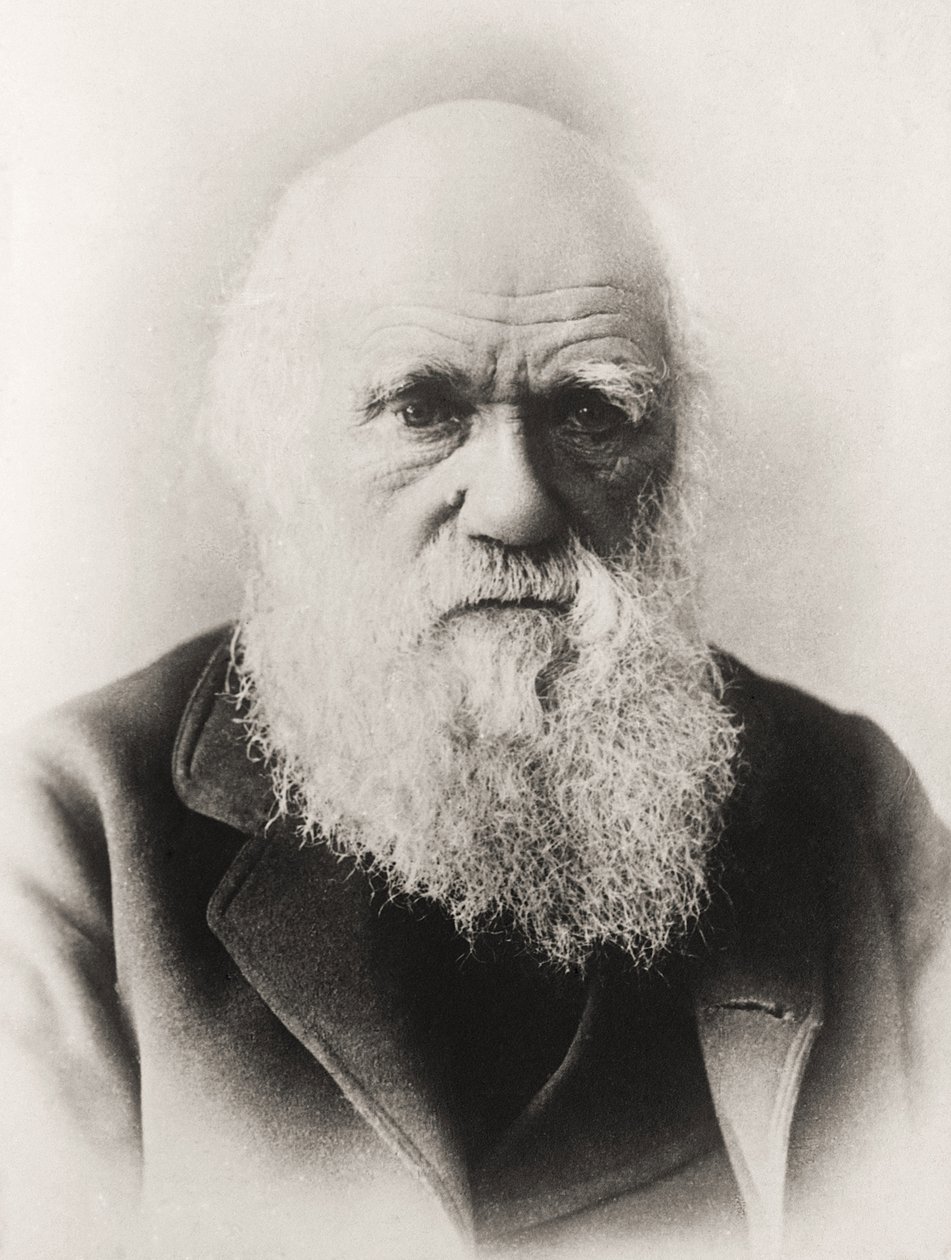 Charles Darwin alkotó: English School