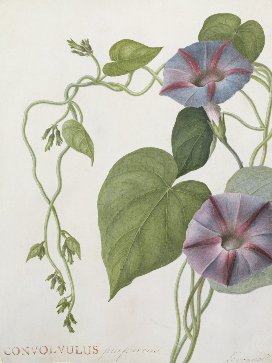 Convolvulus Purpurus (wc pergamen) alkotó: English School