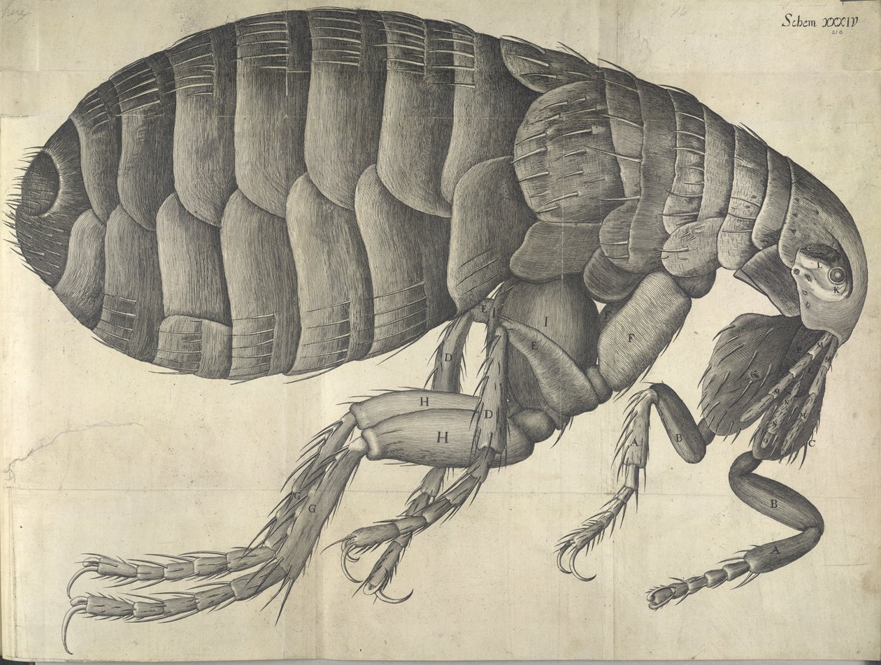 Bolha, a "Micrographia" kínálatából alkotó: English School