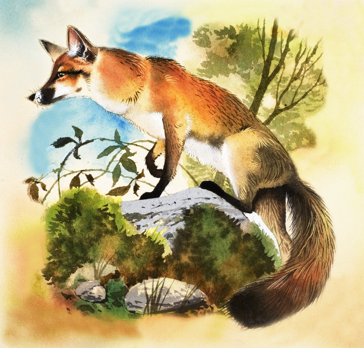 Fox alkotó: English School