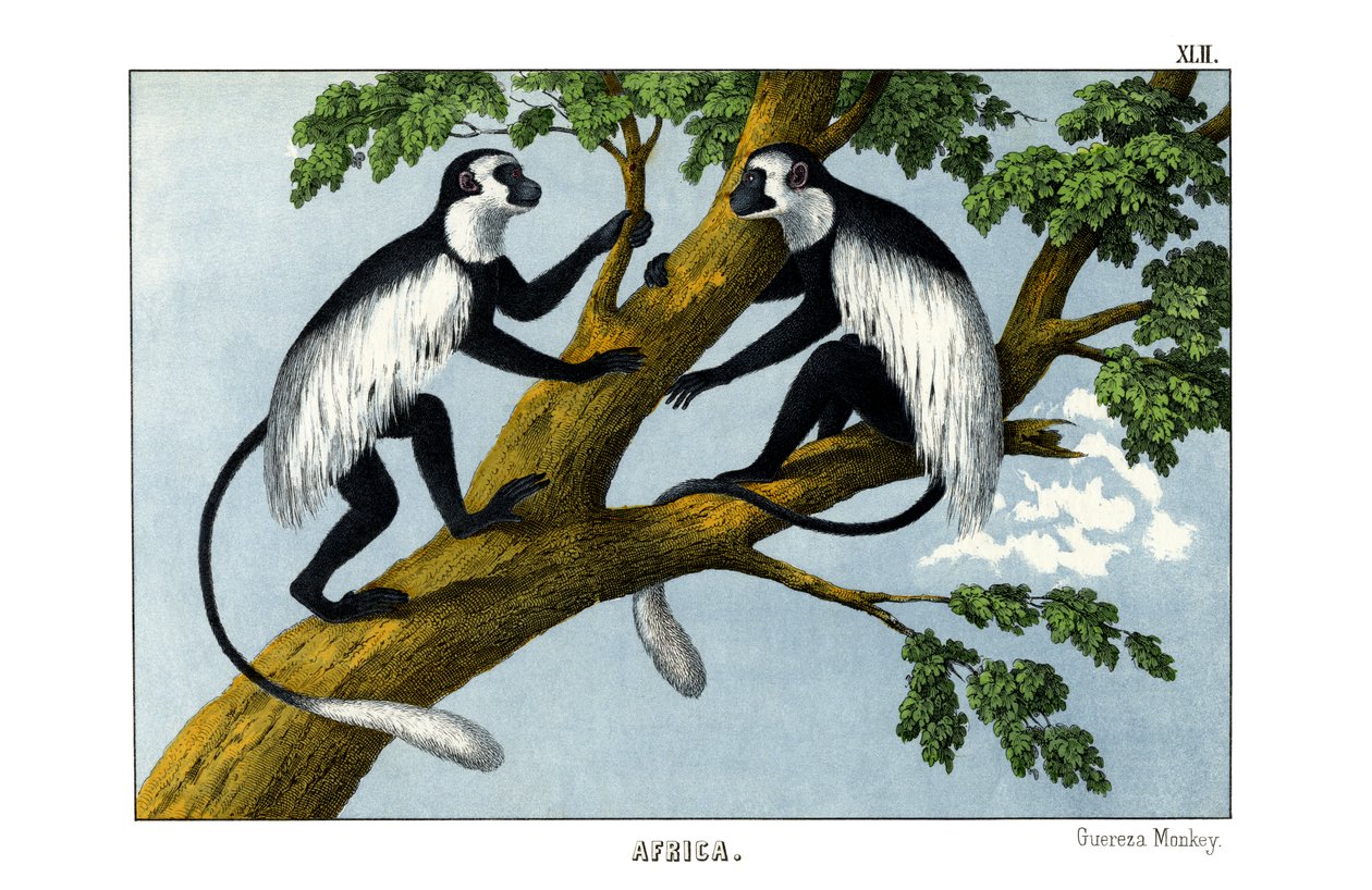 Monkey Guereza alkotó: English School