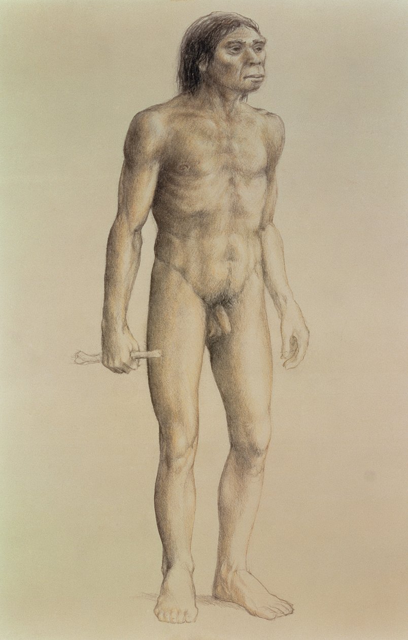 Homo erectus (ceruza papíron) alkotó: English School