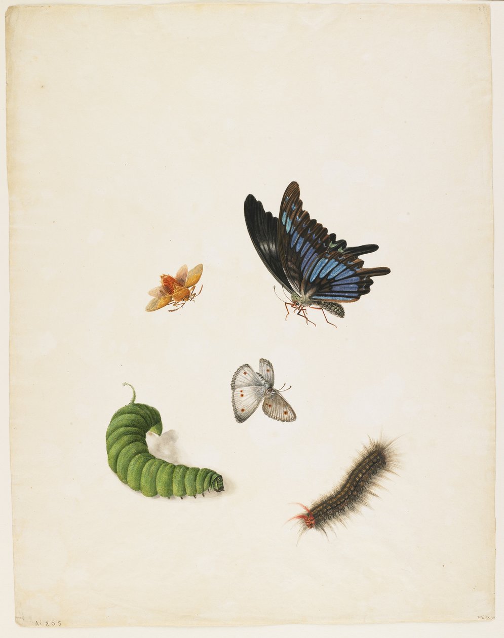 Rovarok, 1805 körül (fekete tinta és WC papíron) alkotó: English School