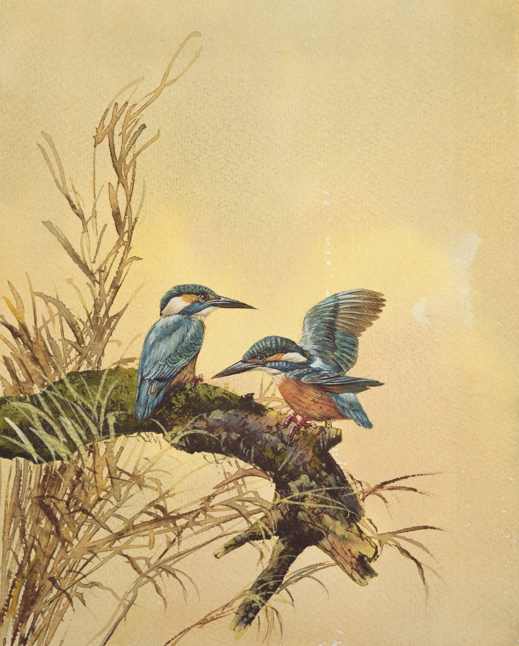 Kingfishers, 1890 körül (wc papíron) alkotó: English School