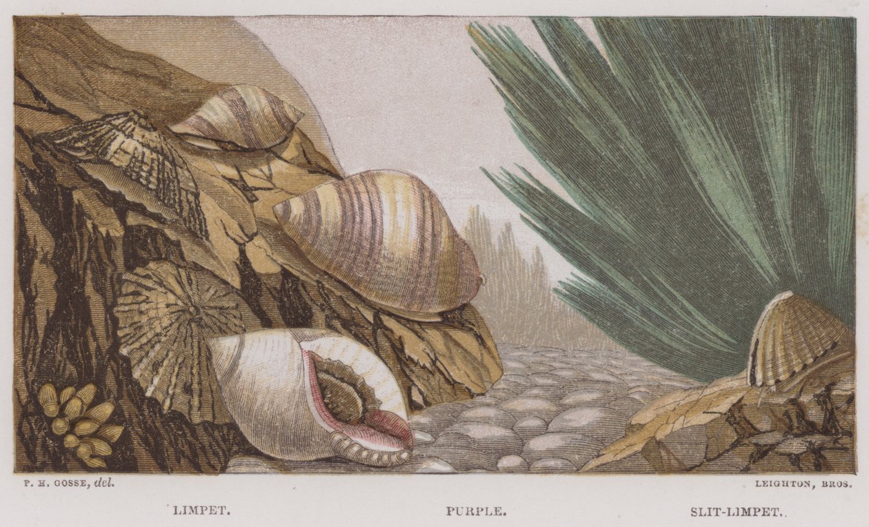 Limpet, lila, Slit-Limpet (színes litho) alkotó: English School