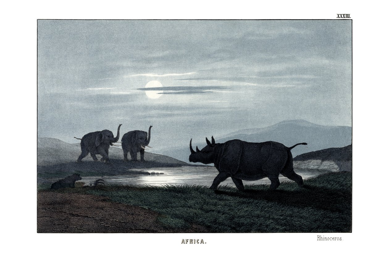 Rhinoceros alkotó: English School