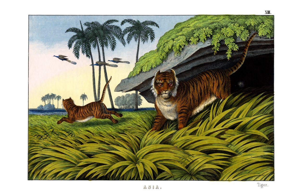 Tigris alkotó: English School