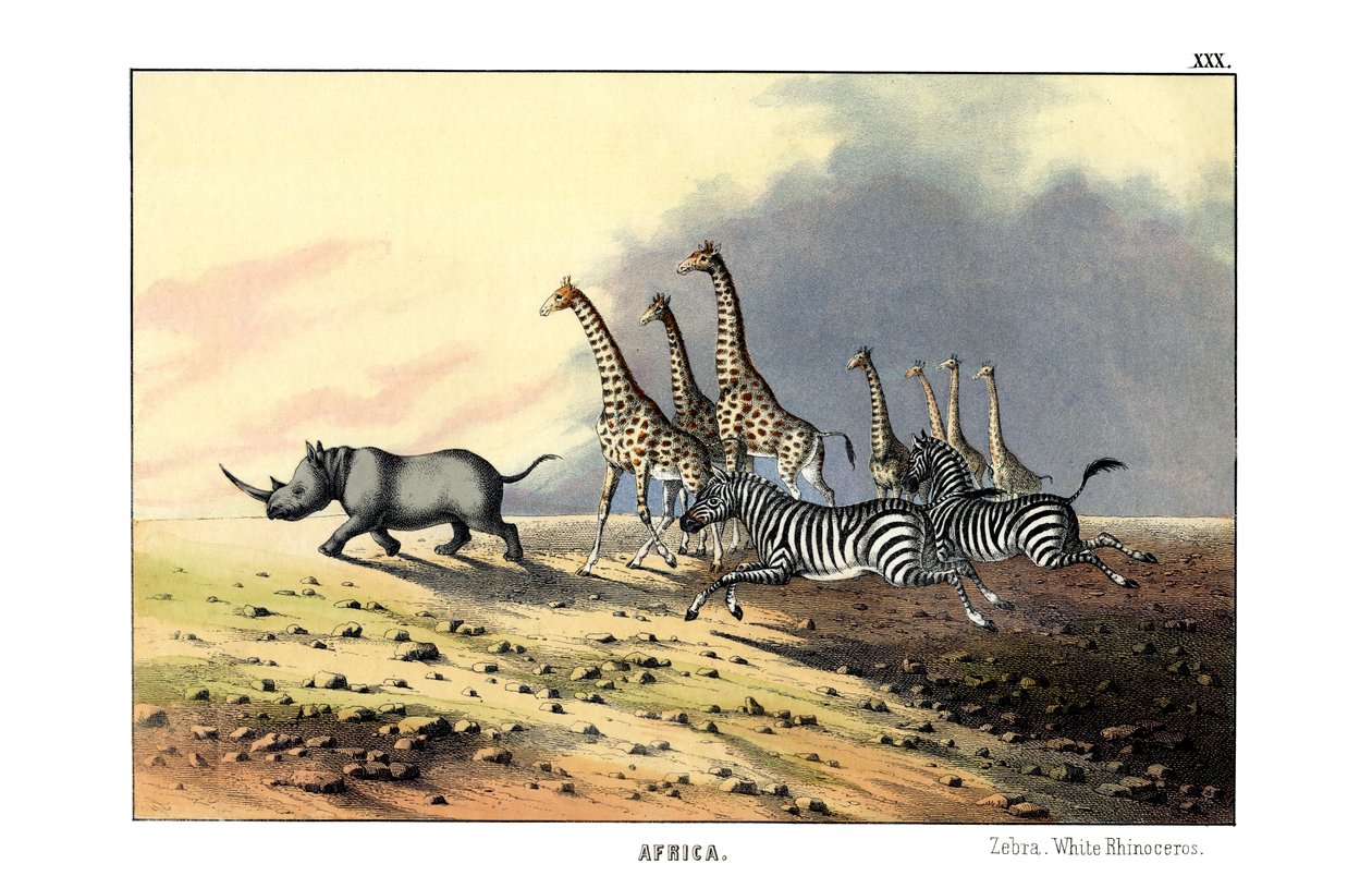 Zebra alkotó: English School