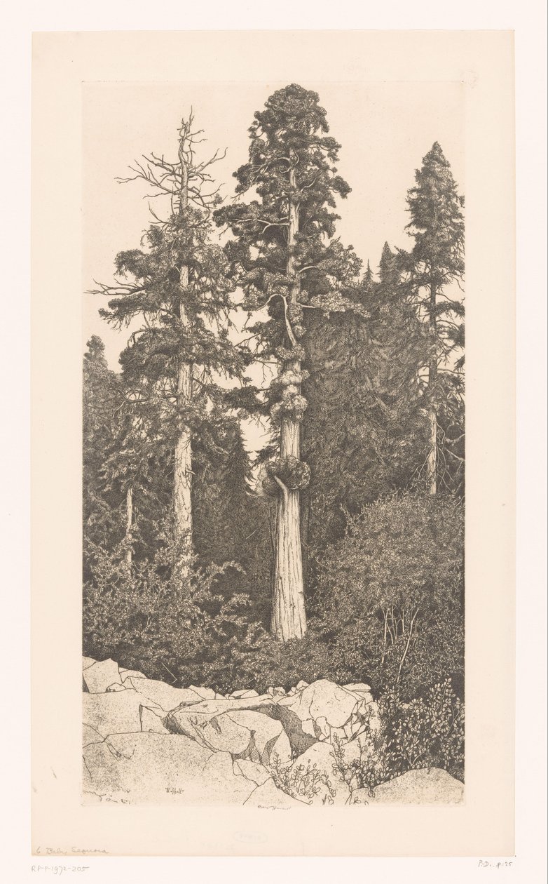 Sequoia boom Baby Sequoia alkotó: Ernest Haskell (signed by artist)