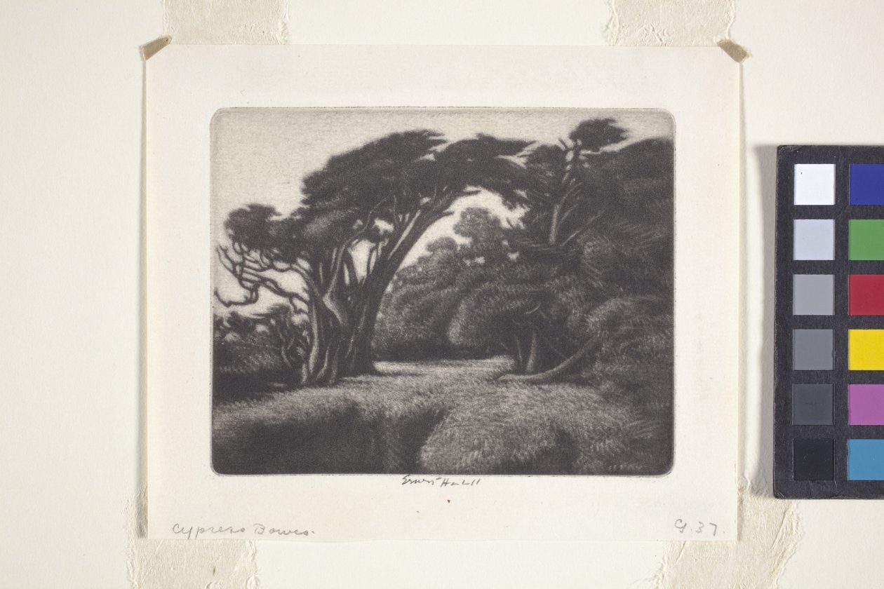 Cypress Bower (mezzotint) alkotó: Ernest Haskell