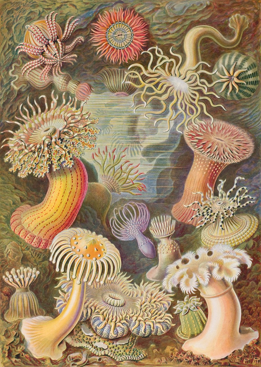 Haeckel Actiniae alkotó: Ernst Haeckel
