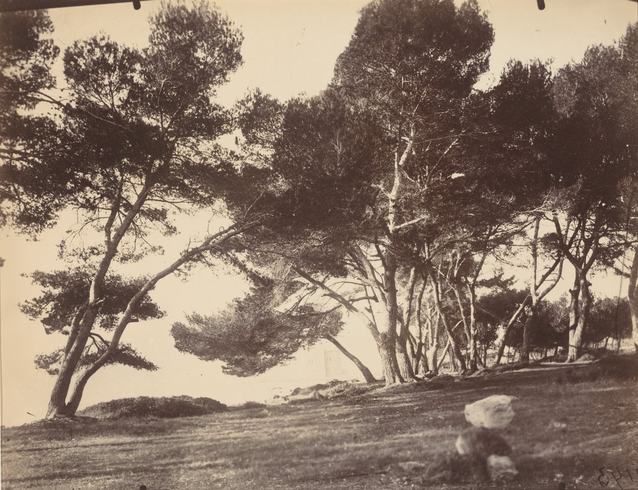 Cannes, Ile Saint Honorat, 1899-1927 körül (fotó) alkotó: Eugène Atget