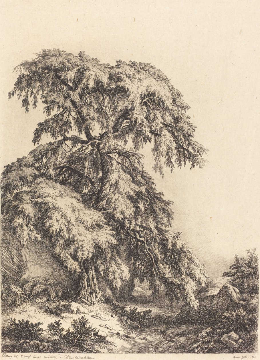 Borókafa, 1840. alkotó: Eugene Bléry