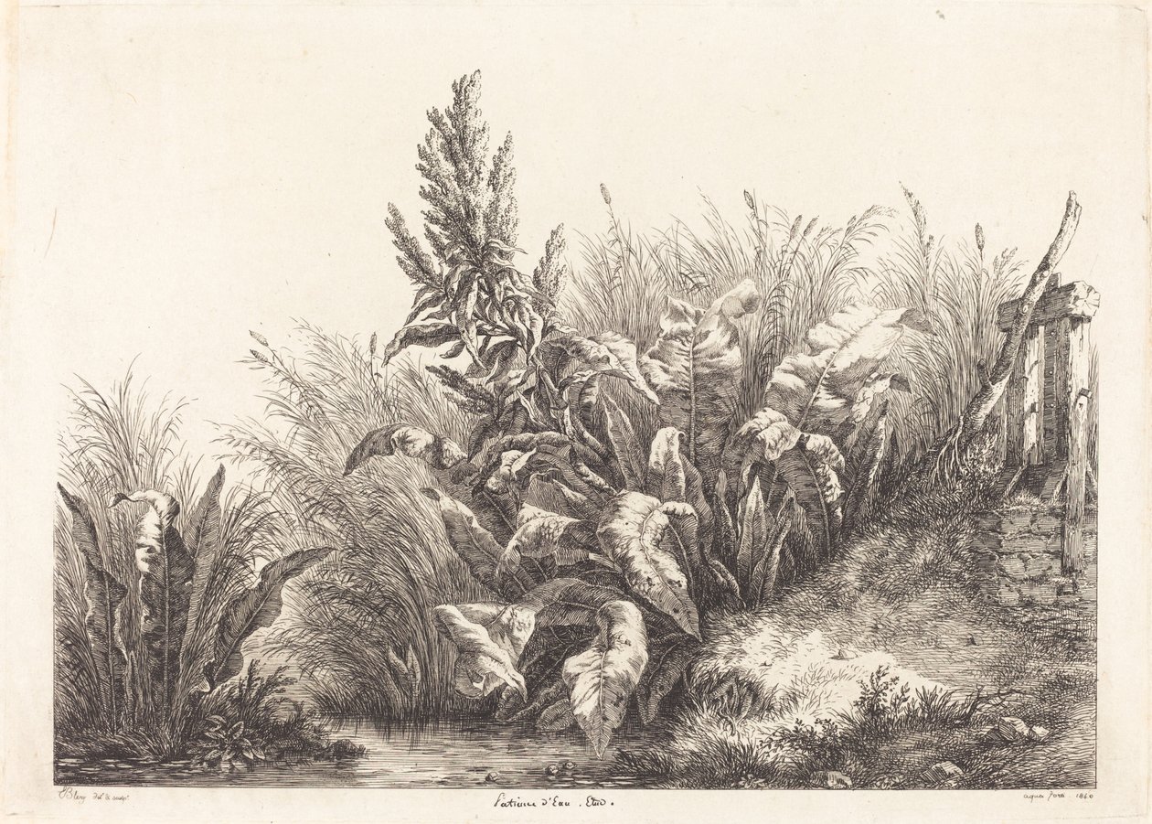 Water Patience, Study (Study of a Patience-Dokk) alkotó: Eugene Bléry