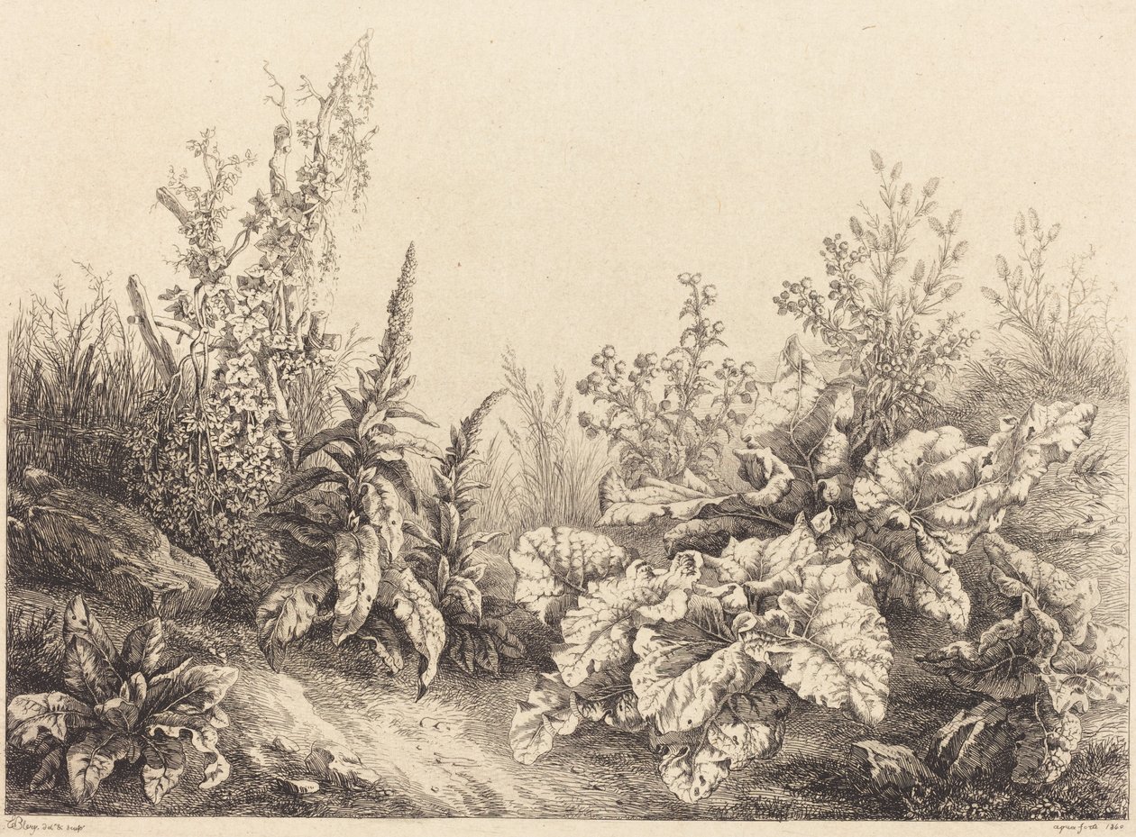 Tanulmány egy bojtorjánról, 1840. alkotó: Eugene Bléry