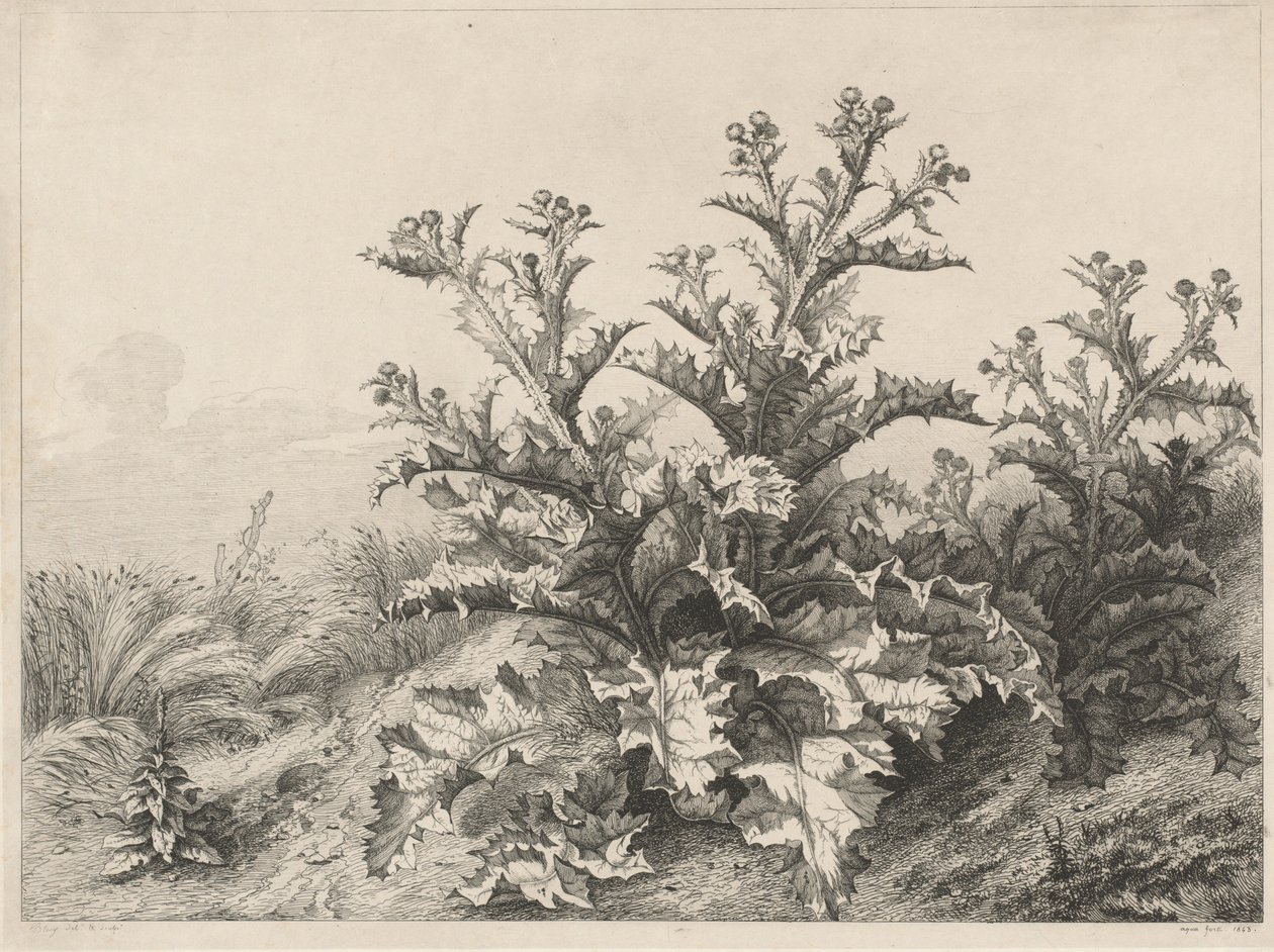 A Nagy Bogáncs Le Grand Chardon, 1843. alkotó: Eugene Bléry