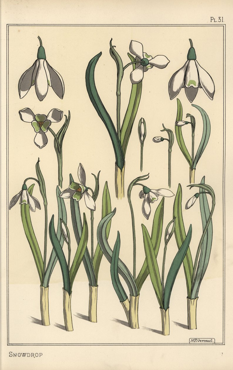Egy hóvirág, Galanthus nivalis botanikai illusztrációja alkotó: Eugene Grasset