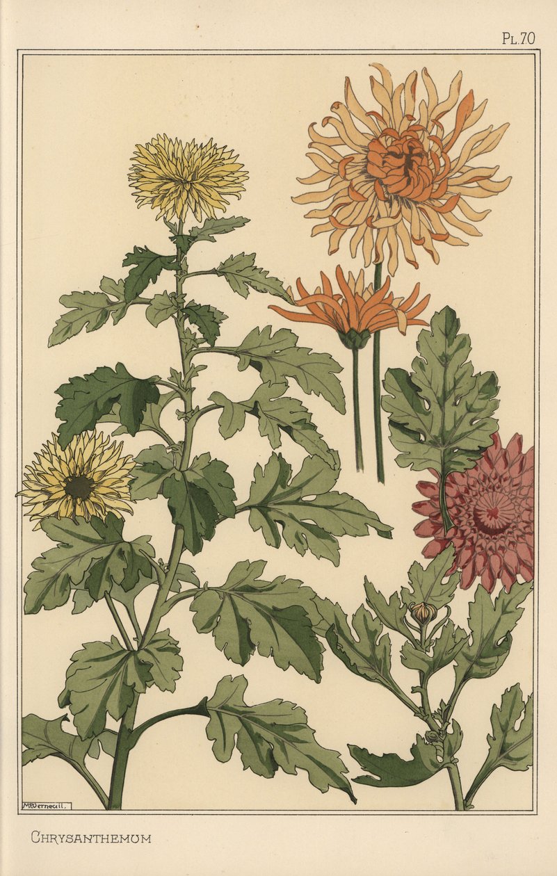 Krizantém botanikai tanulmány alkotó: Eugene Grasset