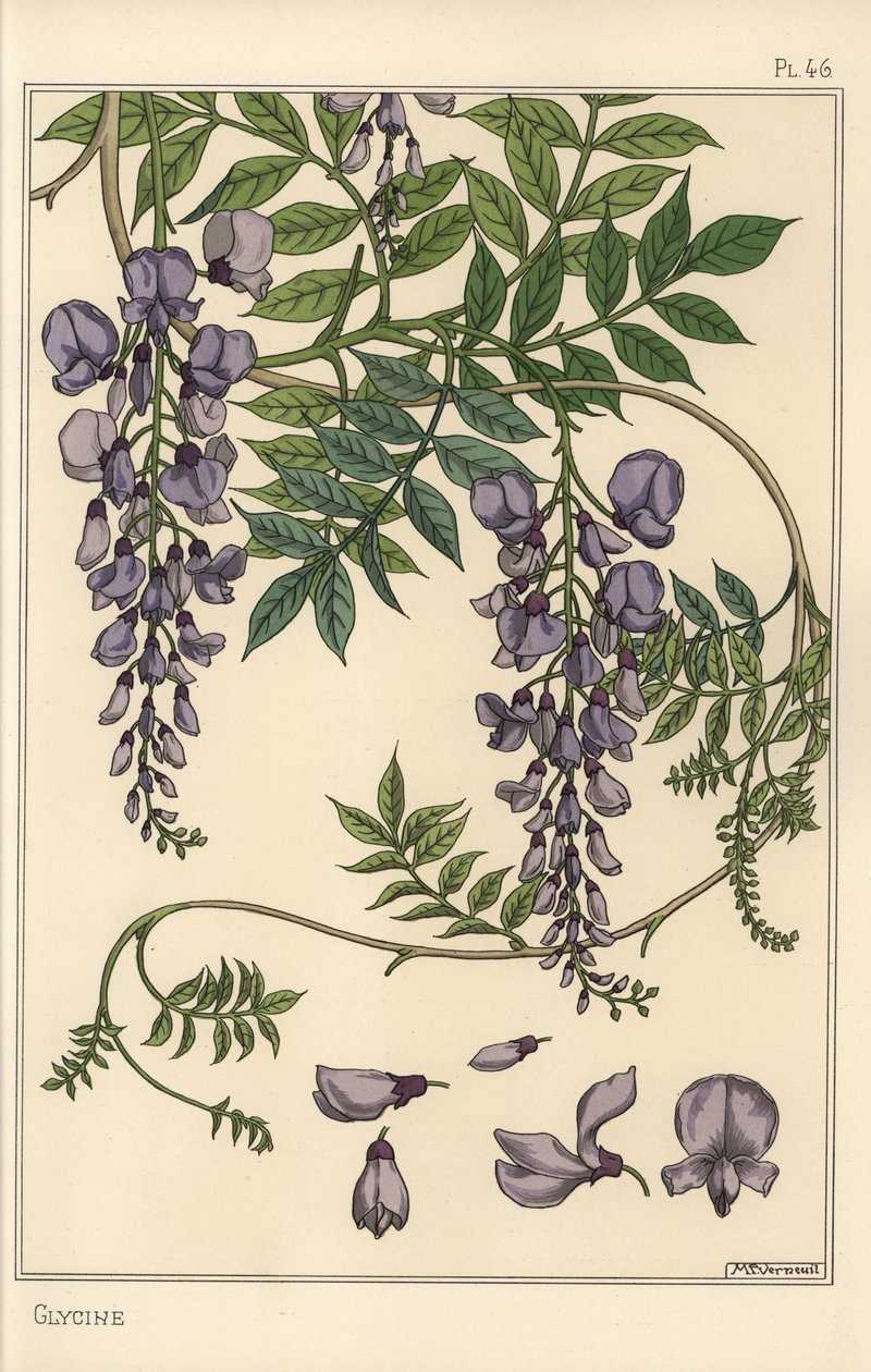 A glicin botanikai vizsgálata alkotó: Eugene Grasset