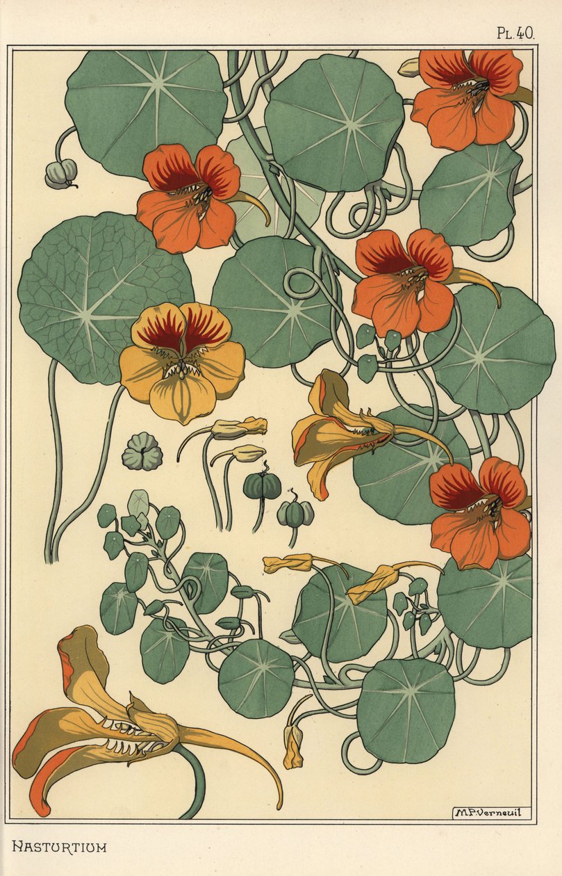 Nasturtium botanikai tanulmány alkotó: Eugene Grasset