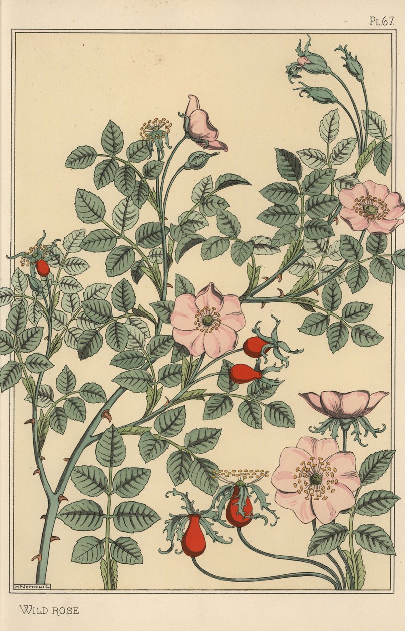 Vadrózsa botanikai tanulmány alkotó: Eugene Grasset