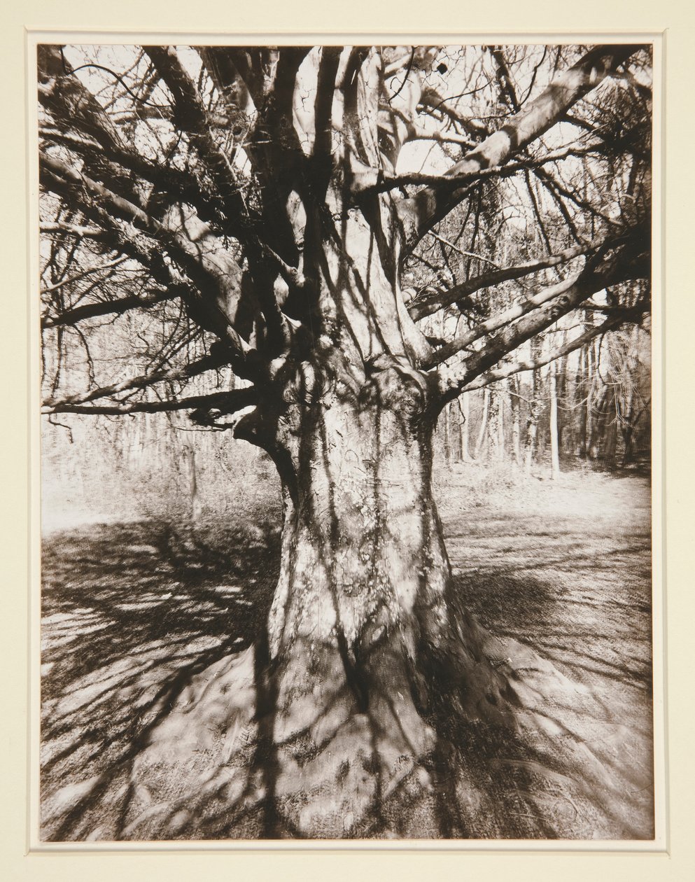 Bükkfa alkotó: Eugène Atget