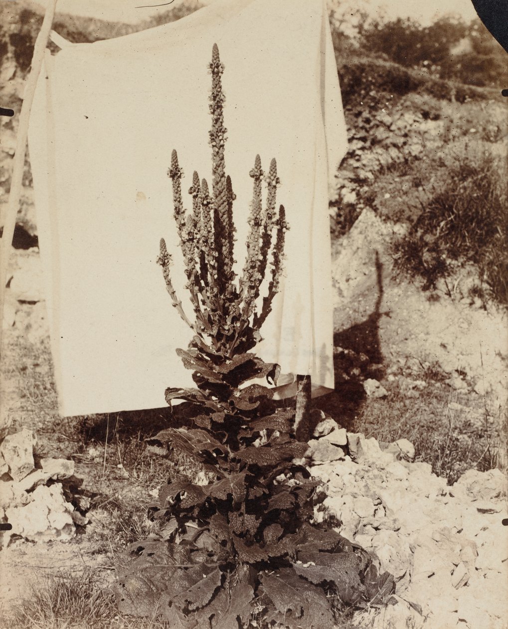 Mullein in Bloom, c. 1897-1899. alkotó: Eugène Atget