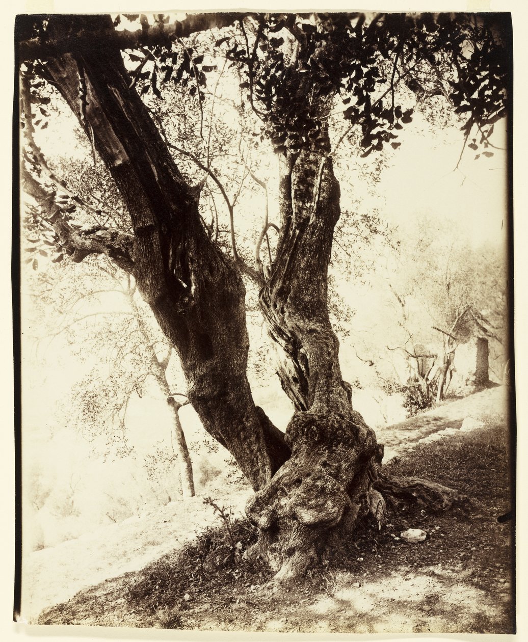 Olivier, Nizza, 1900 körül alkotó: Eugène Atget