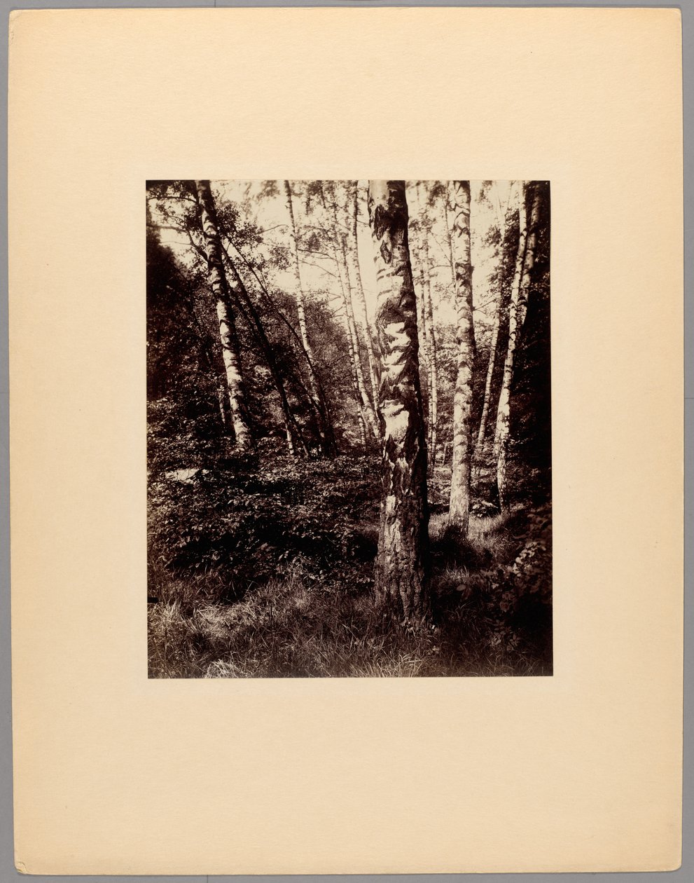 Saint-Cloud Park alkotó: Eugène Atget